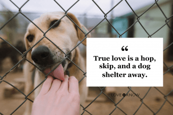 323057 340x226 rescue dog quotes