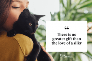 Black Cat Quotes: Captivating Phrases for Feline Enthusiasts