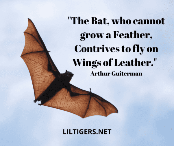 Bat Sayings and Quotes