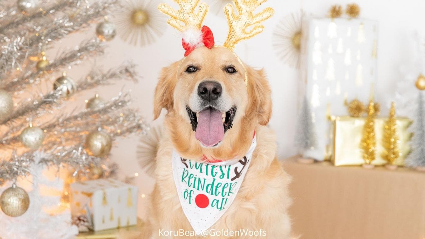 christmas captions for your dog photos