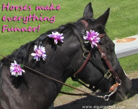 equine horse quote make funner