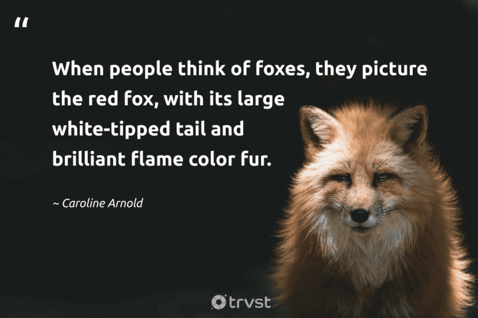 fox quotes caroline arnold when people t 8659