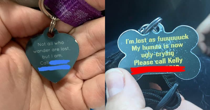 Creative Sayings for Dog Tags: Giving Identity to Your Furry Friends