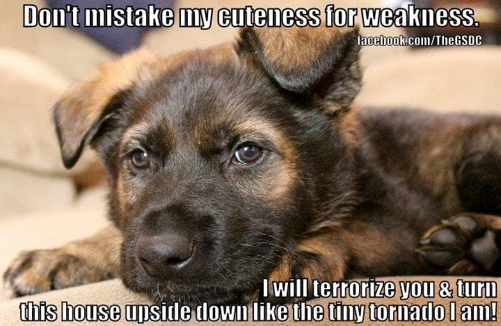 german shepherd pup quote