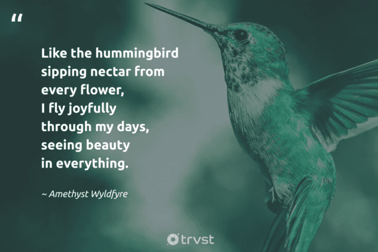 hummingbird quotes amethyst wyldfyre lik 6597