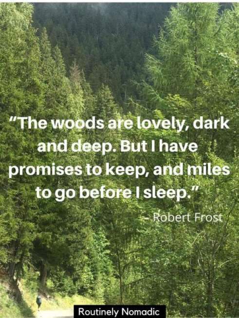 in the woods quotes