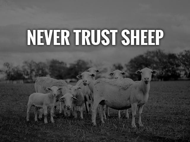 never trust sheep quote 1