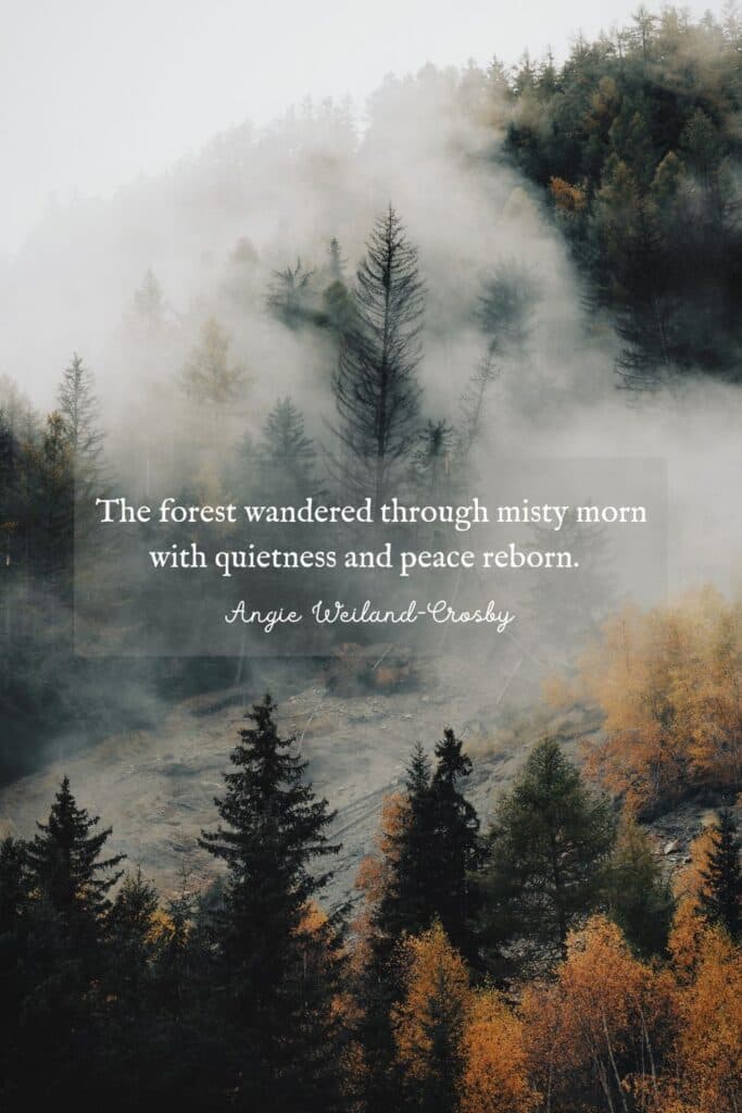 20 Inspiring Forest Quotes to Help You Reconnect with Nature