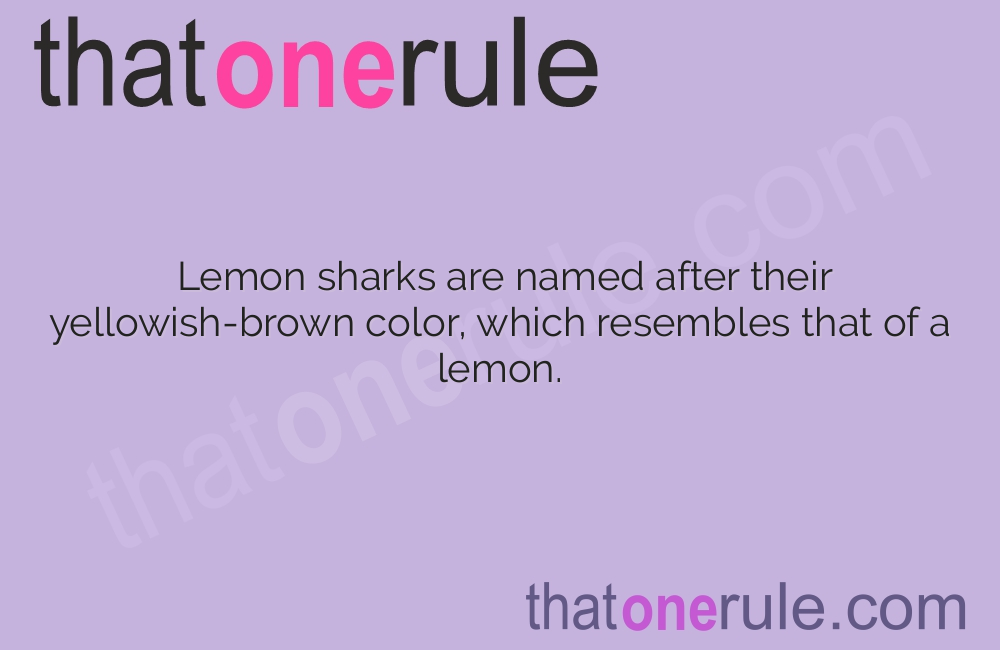 Lemon Shark Facts