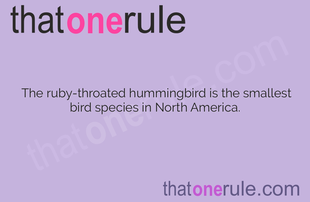 Ruby Throated Hummingbird Facts