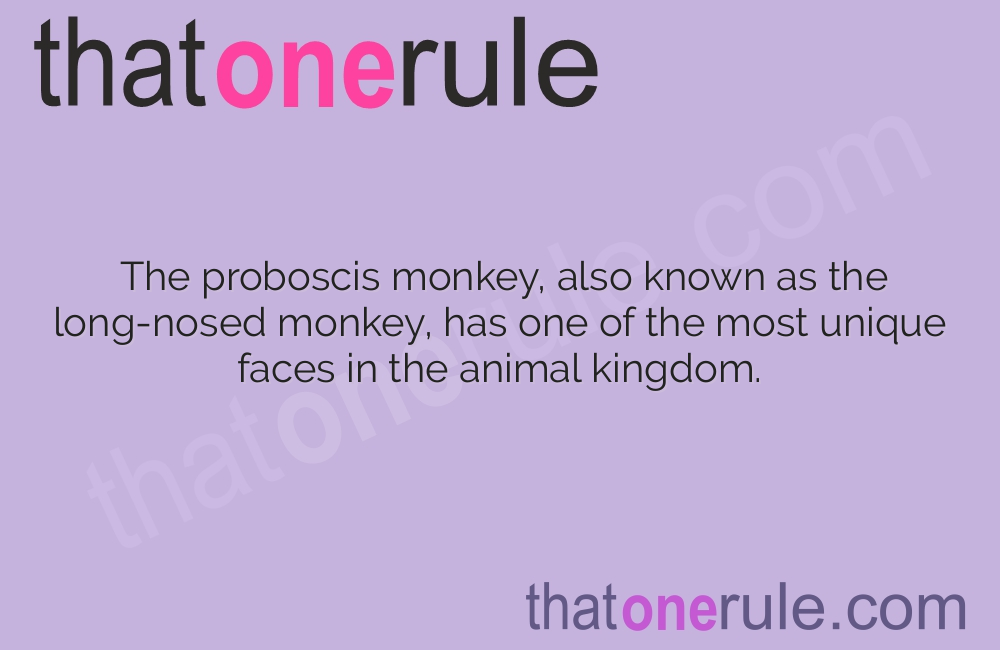 Interesting Facts about Proboscis Monkeys